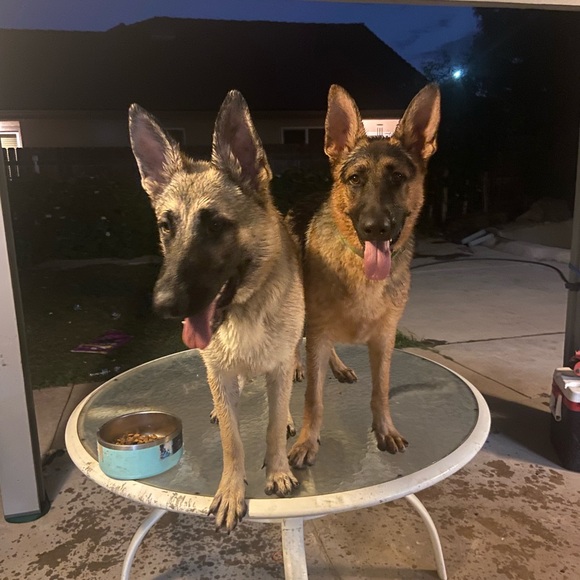 Meet your Posher, Alizeyah - Picture 4 of 9